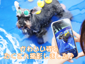 ドッグランでモデル犬とプール♪～1日目～